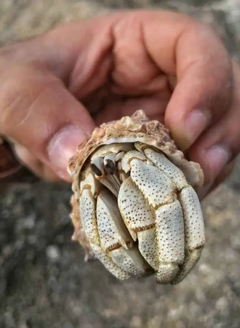 هرمیت ، خرچنگ خانگی برای اولین بار در زنجان|خزنده|زنجان, |دیوار