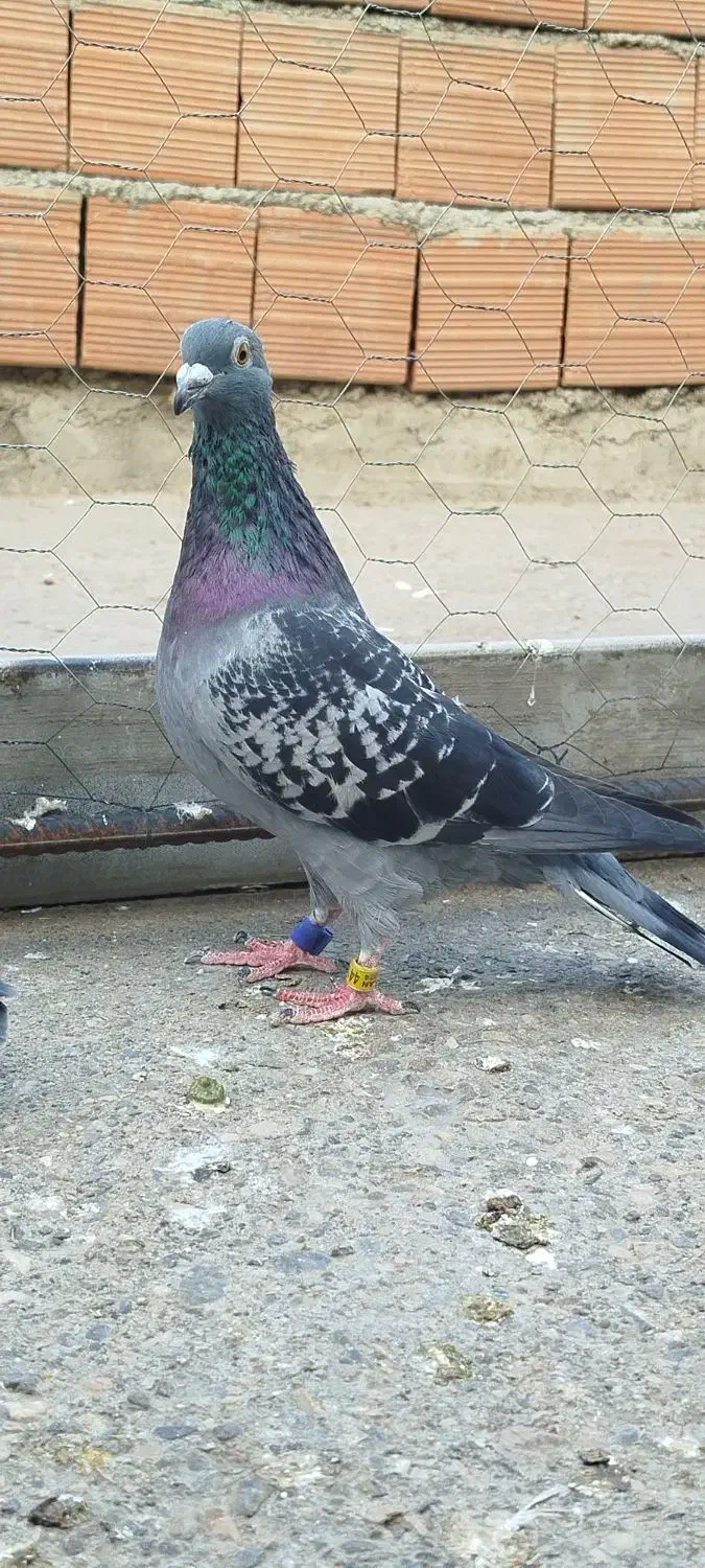 مسافتی گرفتنی|پرنده|مینودشت, |دیوار