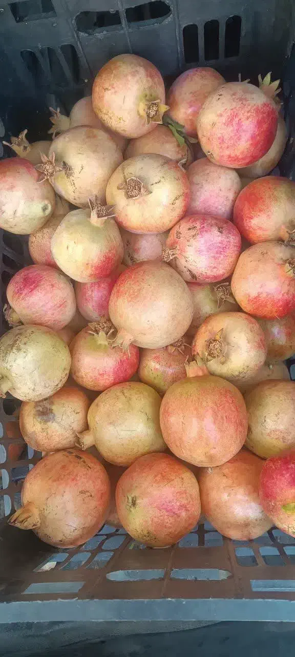۲۰ کیلو انار درجه یک ۸۰هزارتومن|خوردنی و آشامیدنی|یزد, |دیوار