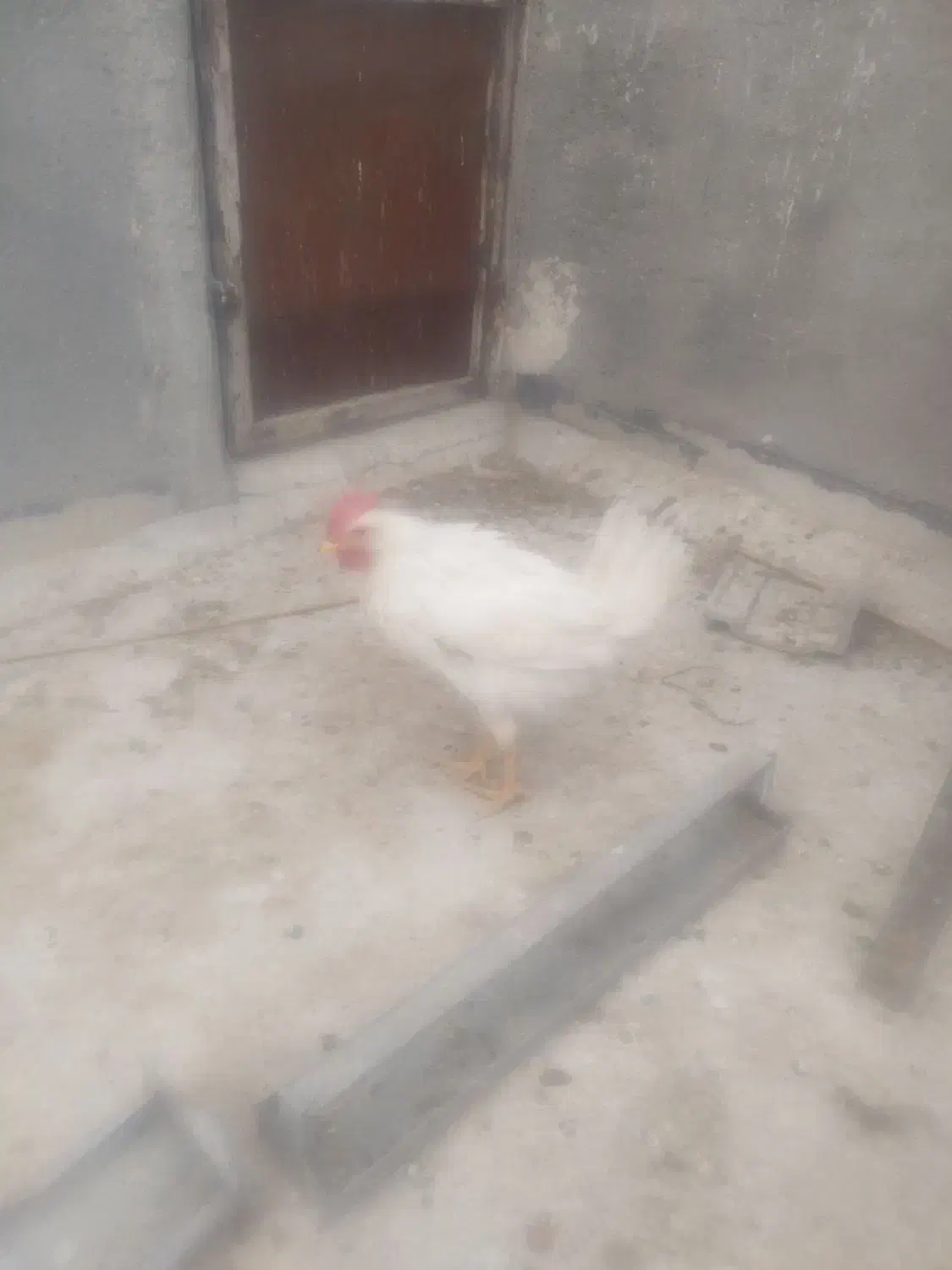 خروس|حیوانات مزرعه|شیراز, کوشک میدان|دیوار