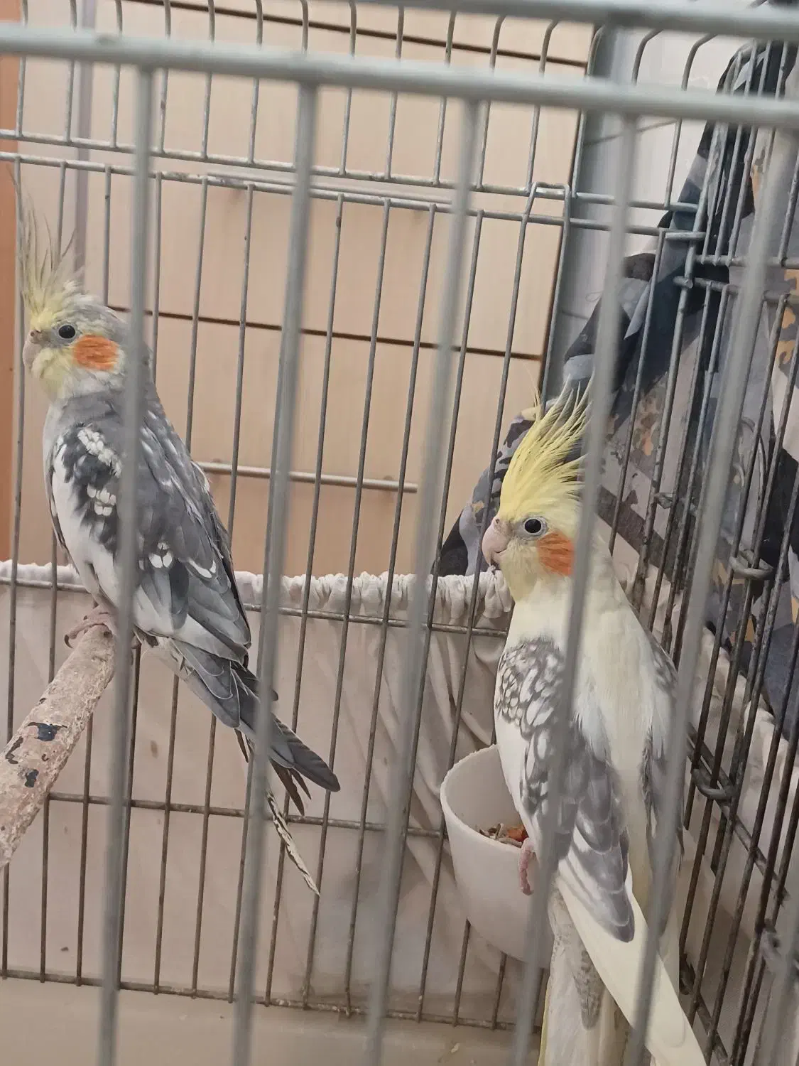 عروس هلندی|پرنده|اراک, |دیوار