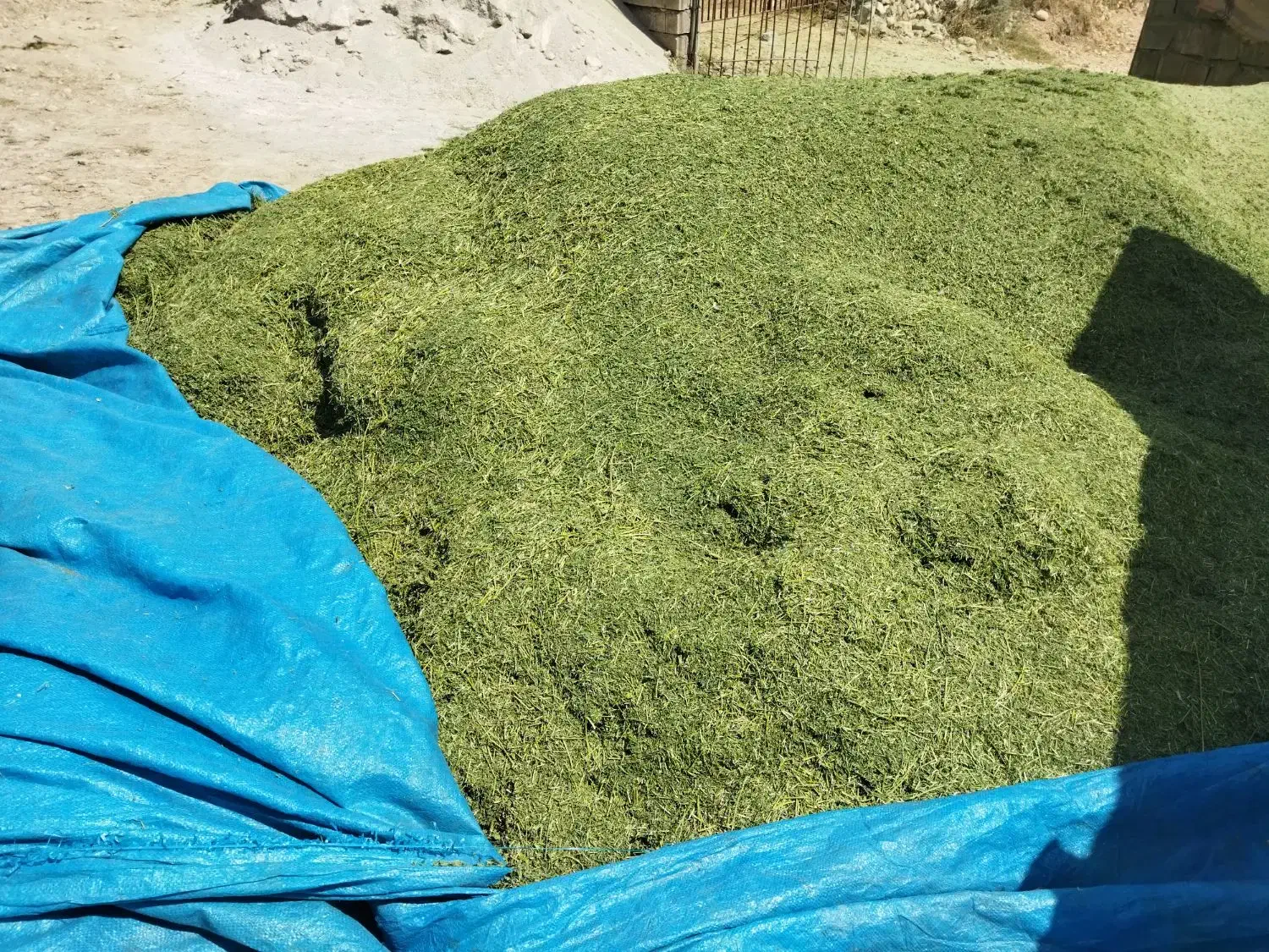 یونجه و بلوط|خدمات باغبانی و درختکاری|دهدشت, |دیوار