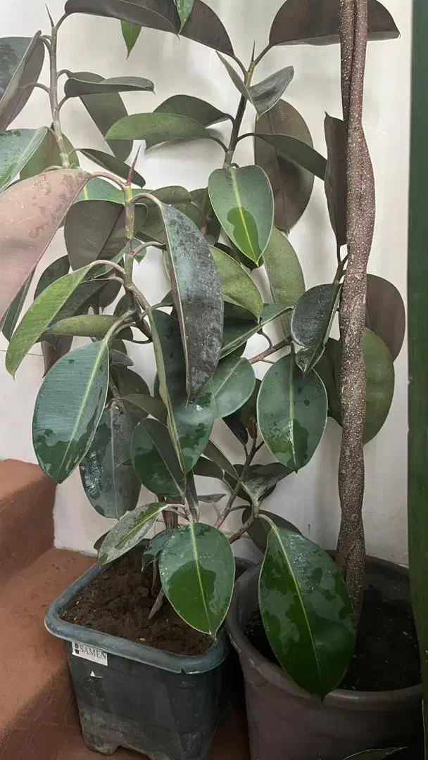 فروش 4 عدد گل اپارتمانی|گل و گیاه طبیعی|اصفهان, شاه پسند|دیوار