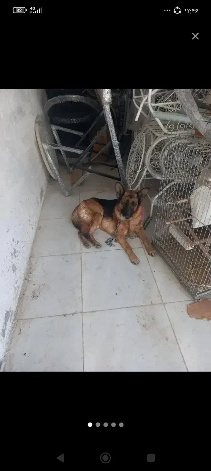 ژرمن ماده ۳۵۰۰|سگ|یزد, |دیوار