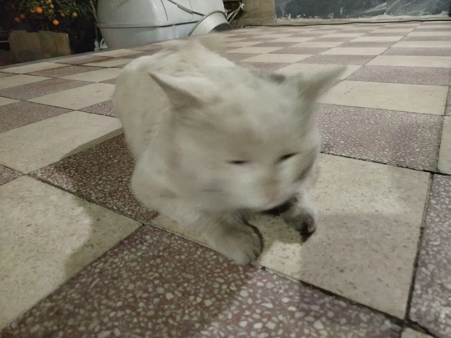 گربه پرشین کت سفید چشم سبز|گربه|شیراز, دارالرحمه|دیوار