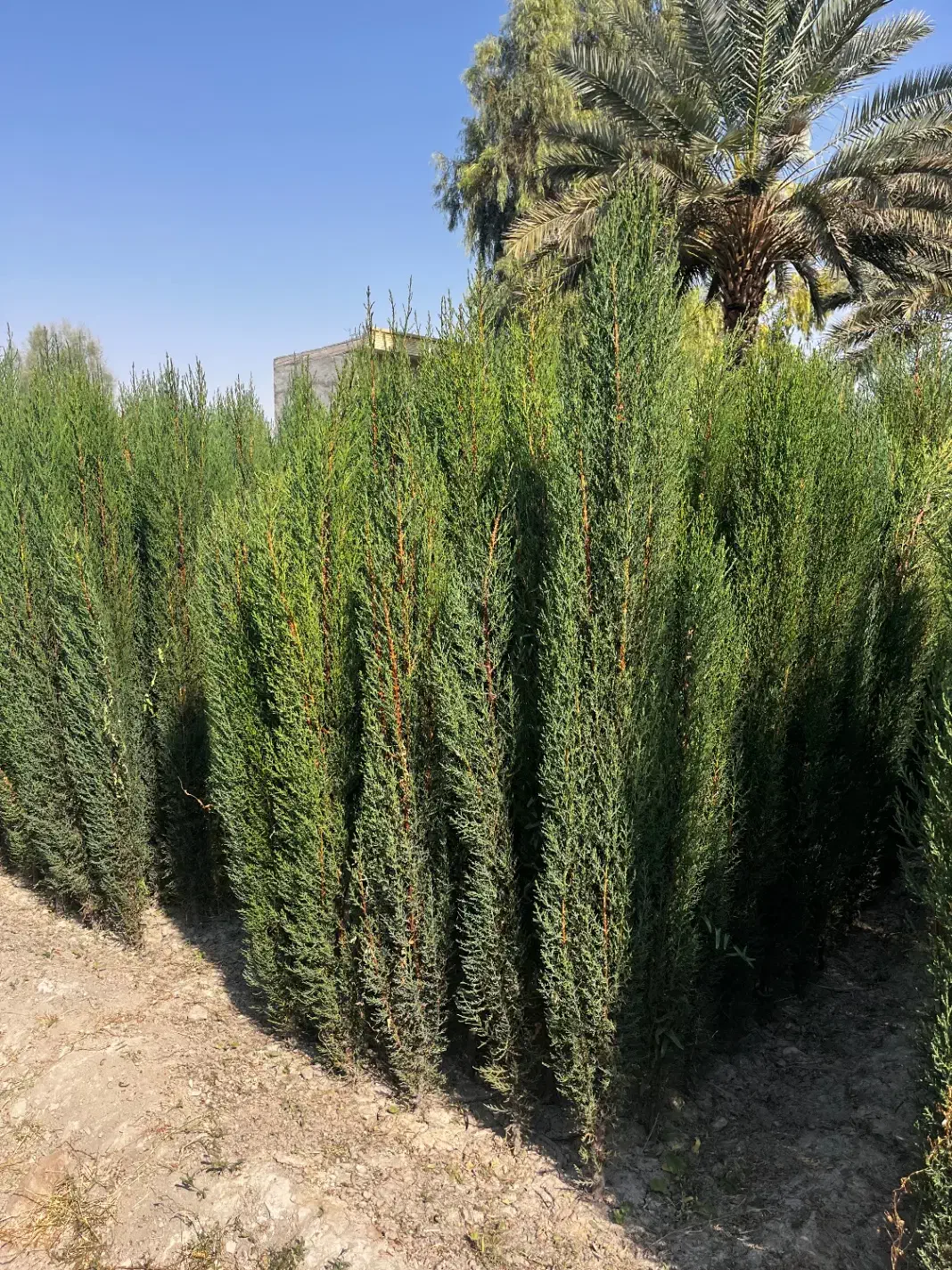 سروناز شیراز|خدمات باغبانی و درختکاری|کرج, احدآباد|دیوار