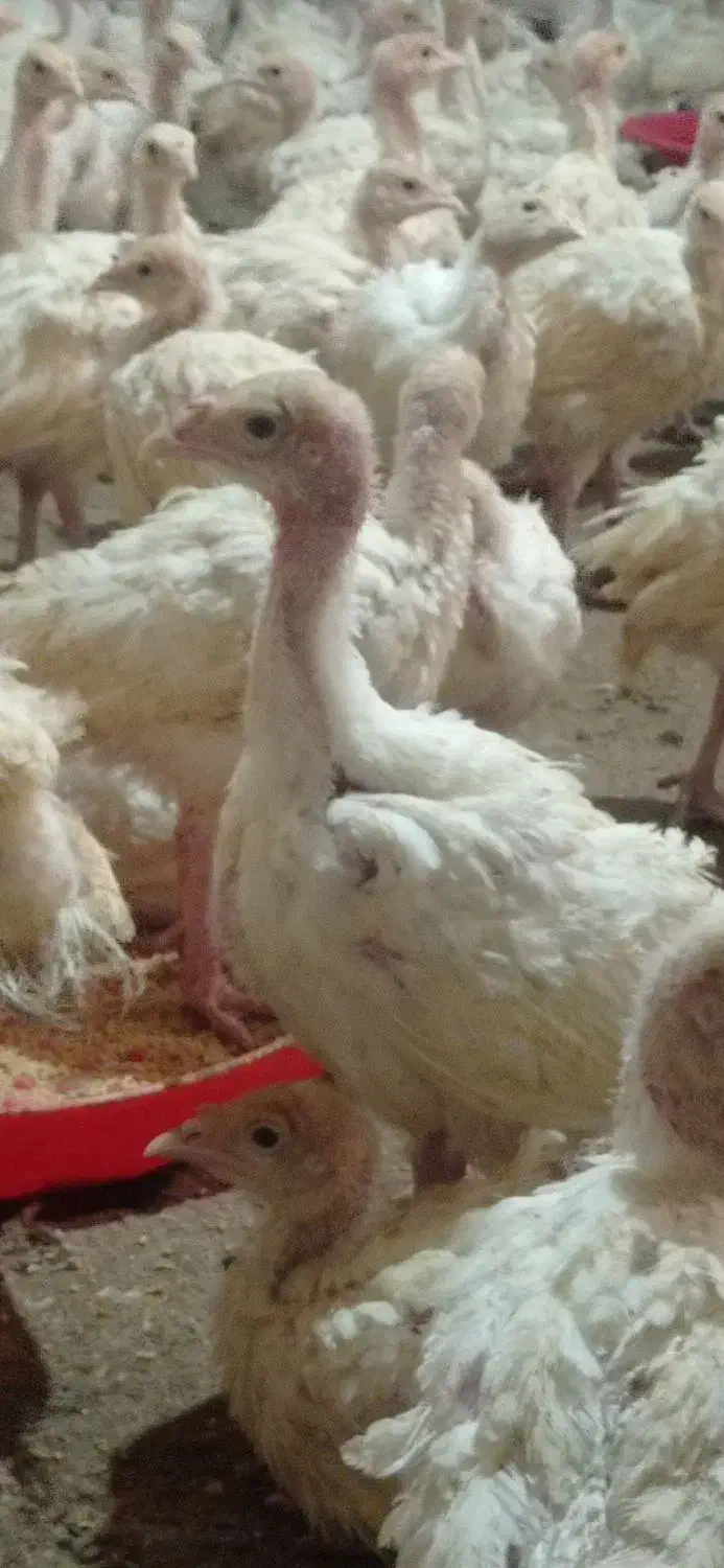 جوجه بوقلمون|حیوانات مزرعه|سقز, |دیوار