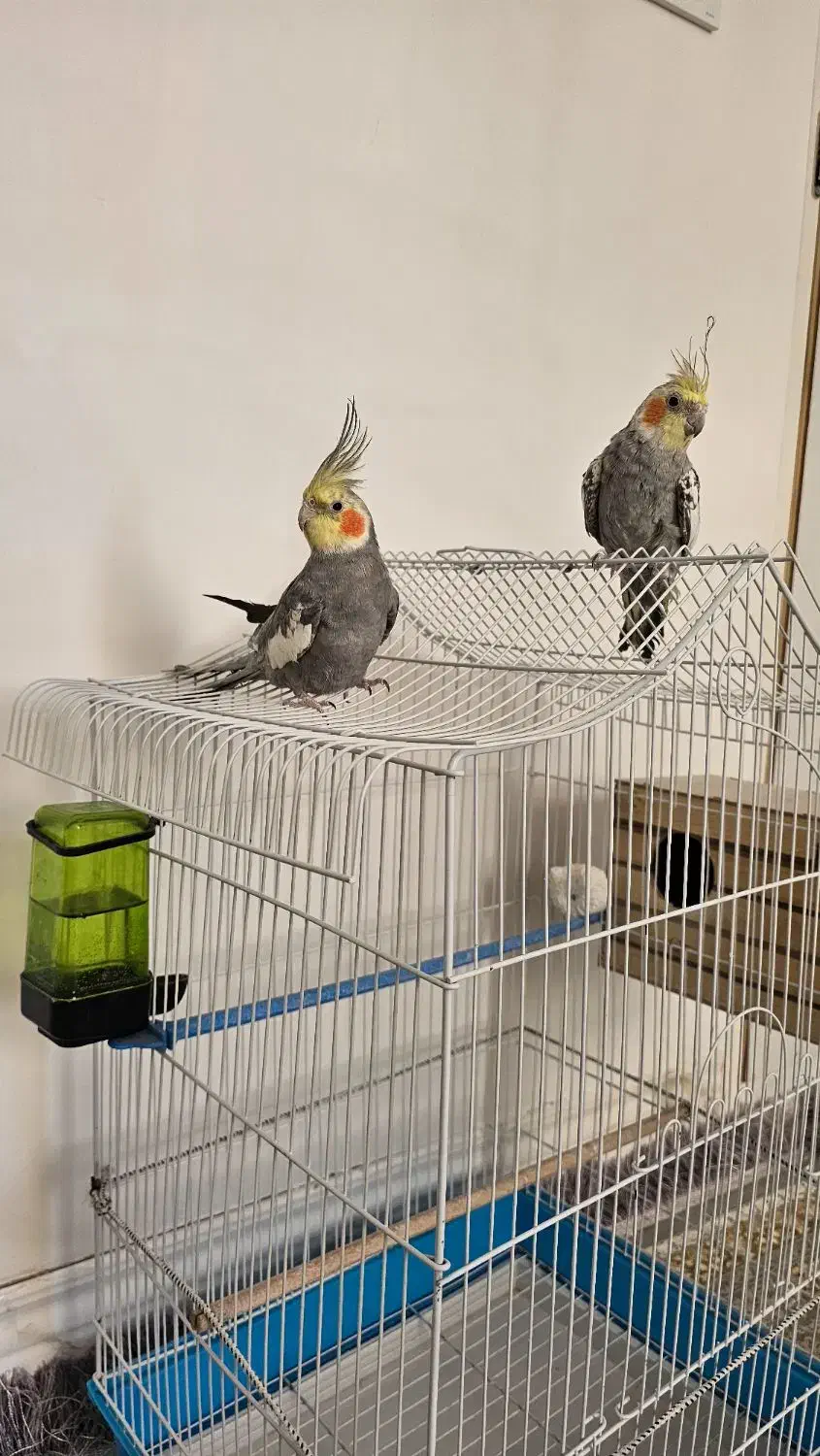 عروس هلندی|پرنده|پیرانشهر, |دیوار