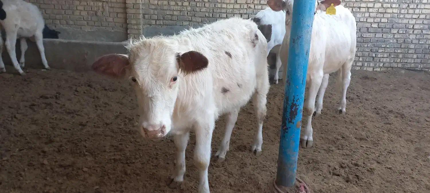 گوساله نر وماده سمینتال|حیوانات مزرعه|سوسنگرد, |دیوار