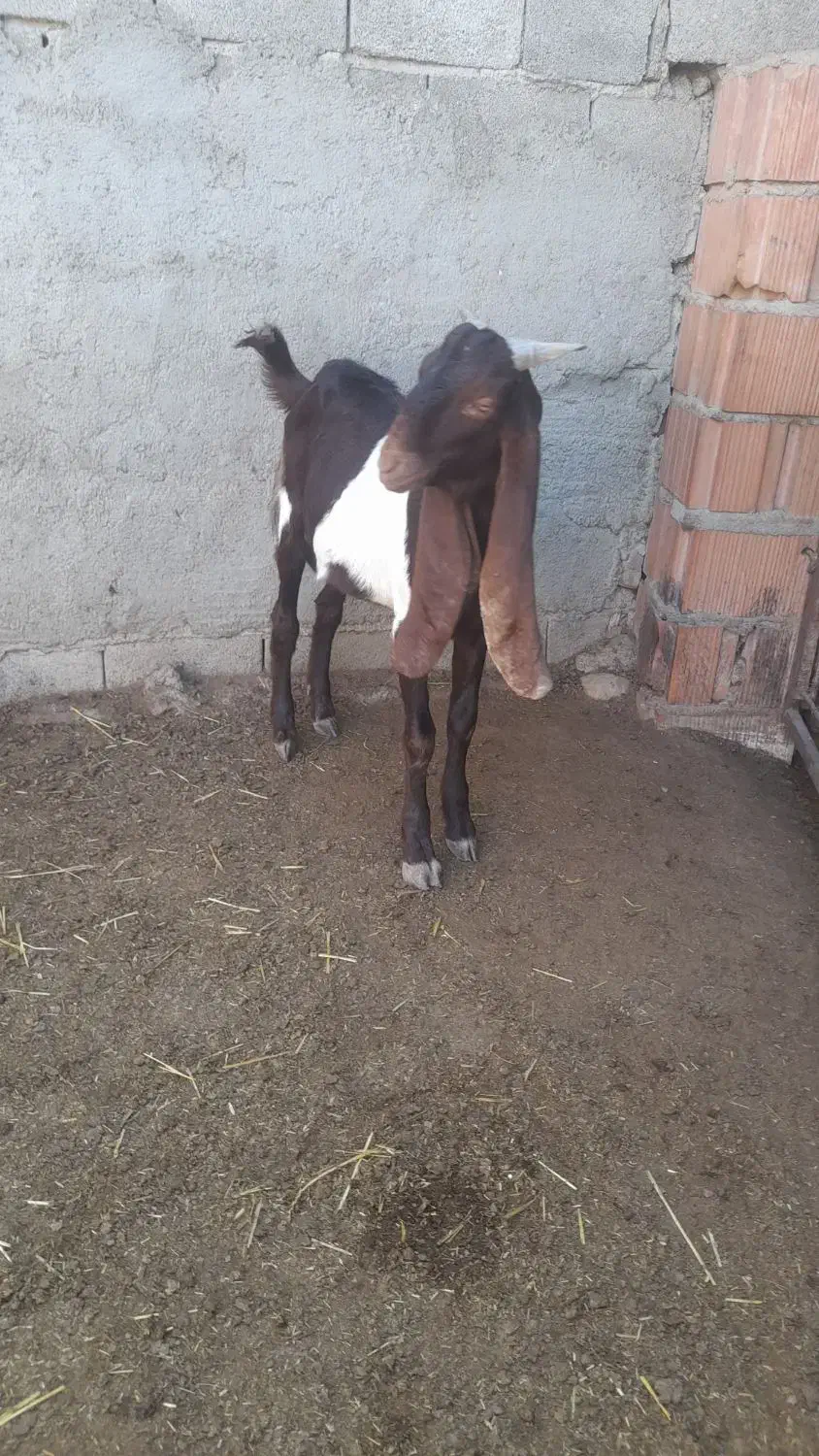 بزغاله پاکستانی|حیوانات مزرعه|گنبد کاووس, |دیوار