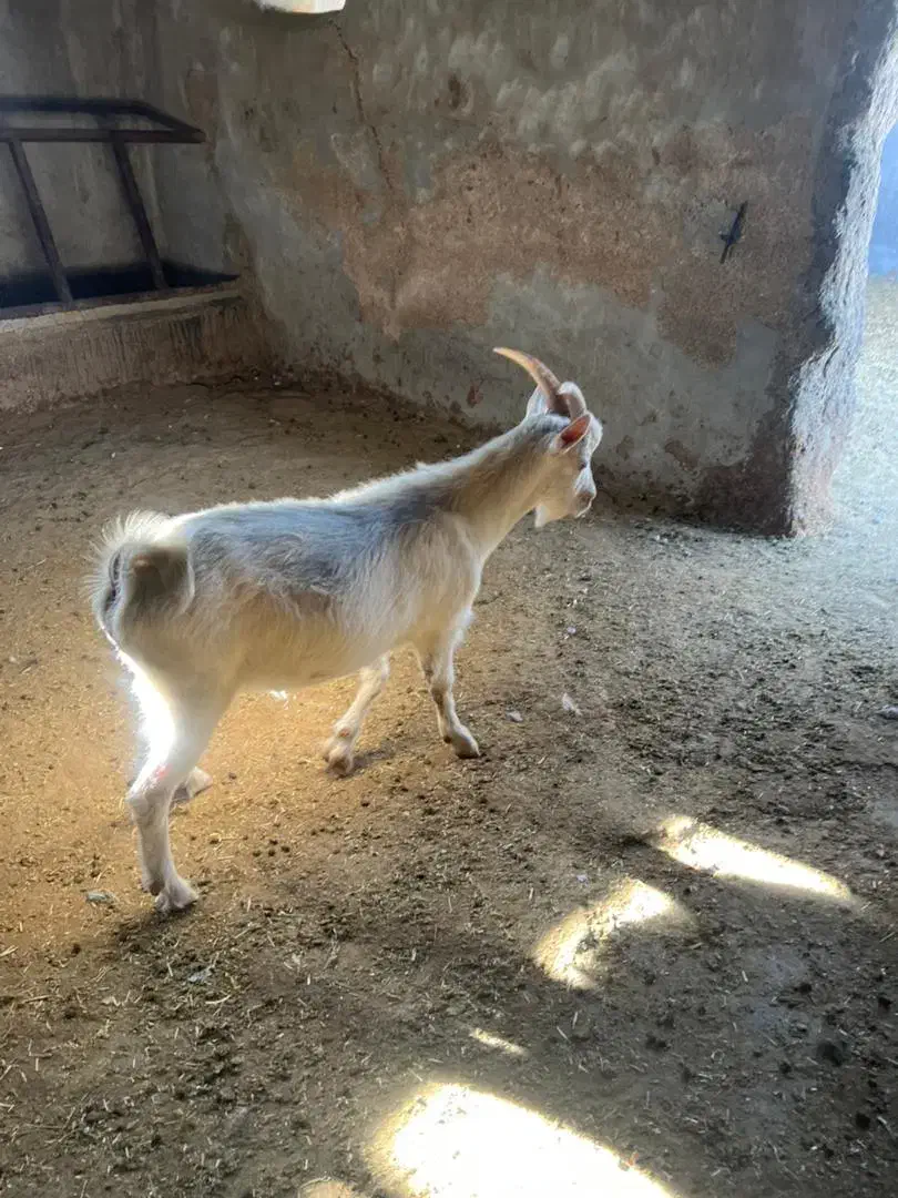 نر بز سانن پاژن سانن|حیوانات مزرعه|کوار, |دیوار