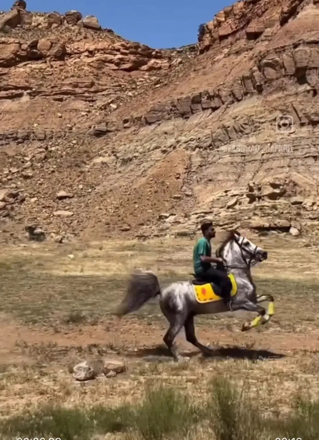 اسب کرد زاده ای از کیسان جهاندیده ۷ ساله|اسب و تجهیزات اسب‌سواری|تبریز, |دیوار