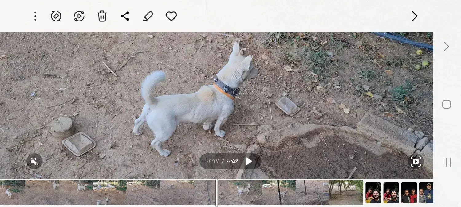 گمشده|حیوانات|سقز, |دیوار