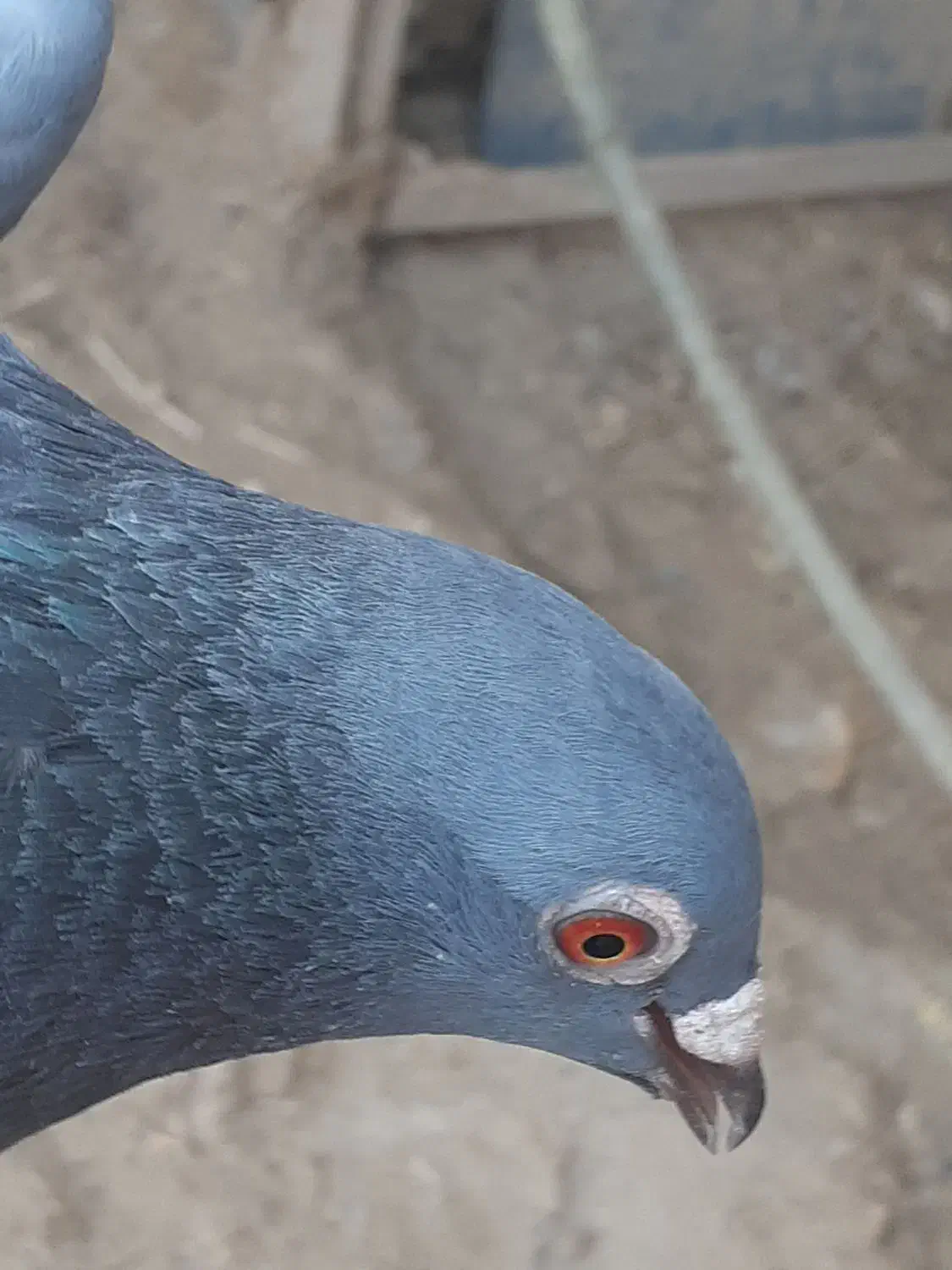 مگس بازرد|پرنده|نیمروز, |دیوار