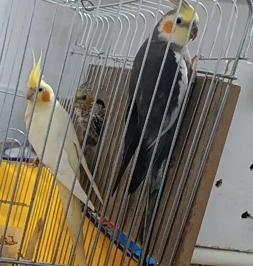 مرغ|پرنده|اسلام‌‌آباد غرب, |دیوار