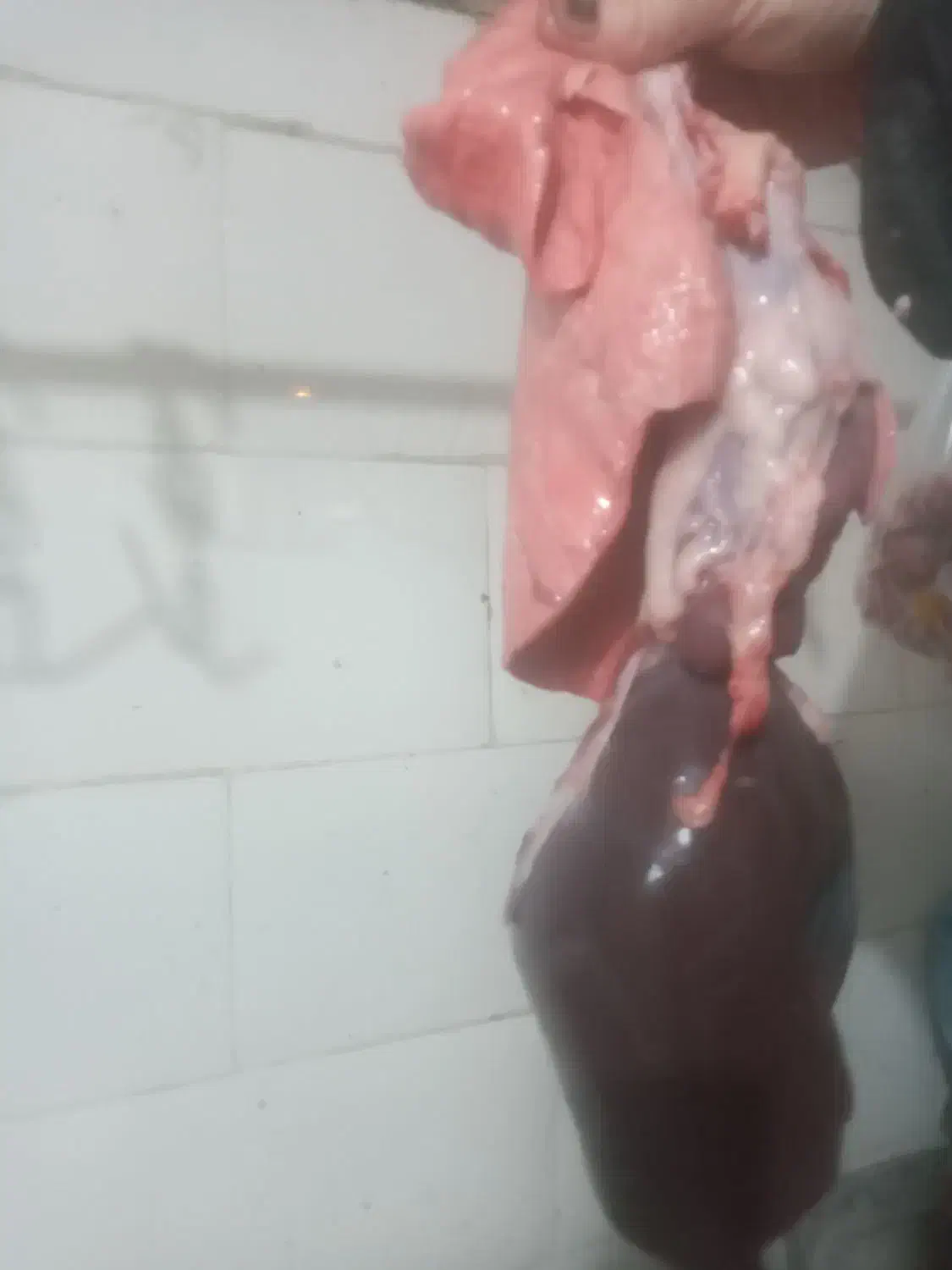 باپفی 550|حیوانات مزرعه|مسجد سلیمان, |دیوار