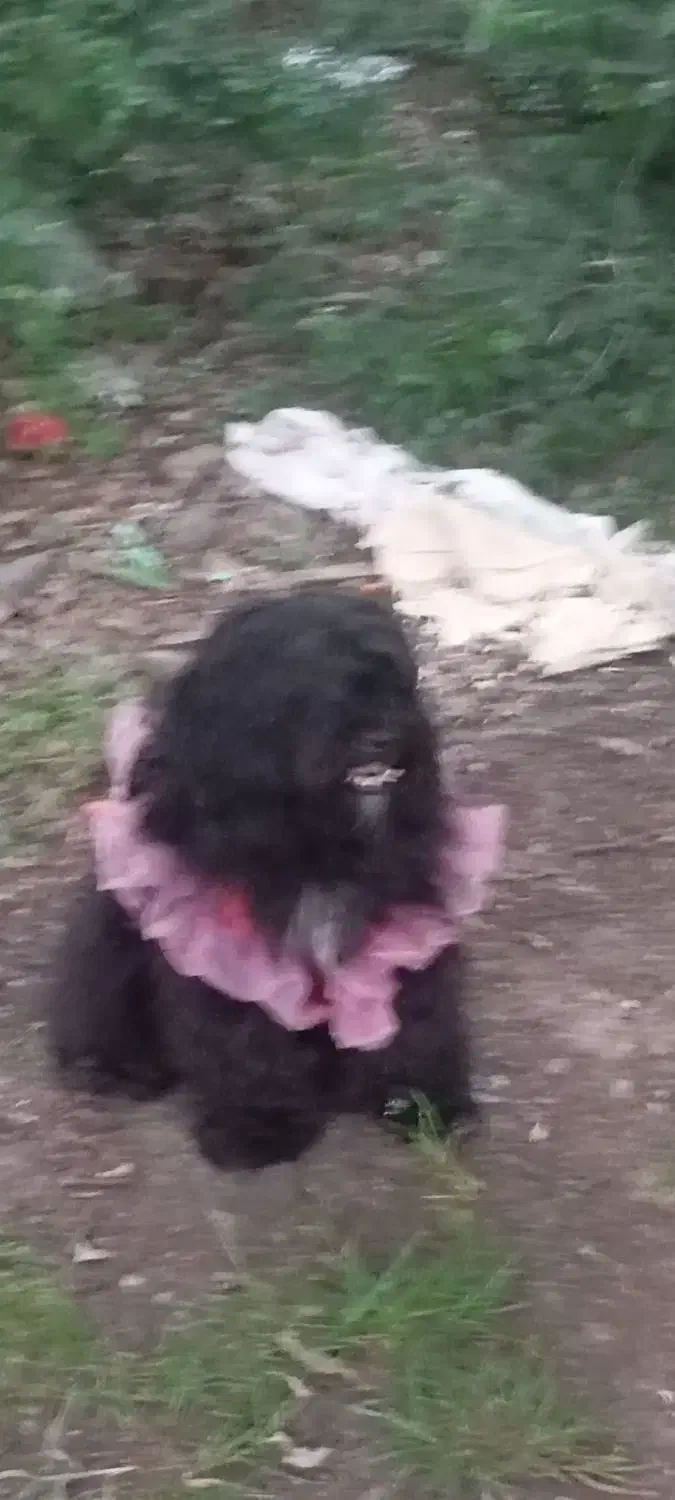 برای جفت گیری|سگ|فردیس, طالقانی|دیوار