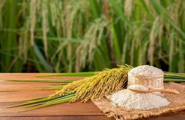 برنج هاشمی گیلان|خوردنی و آشامیدنی|تهران, گرگان|دیوار
