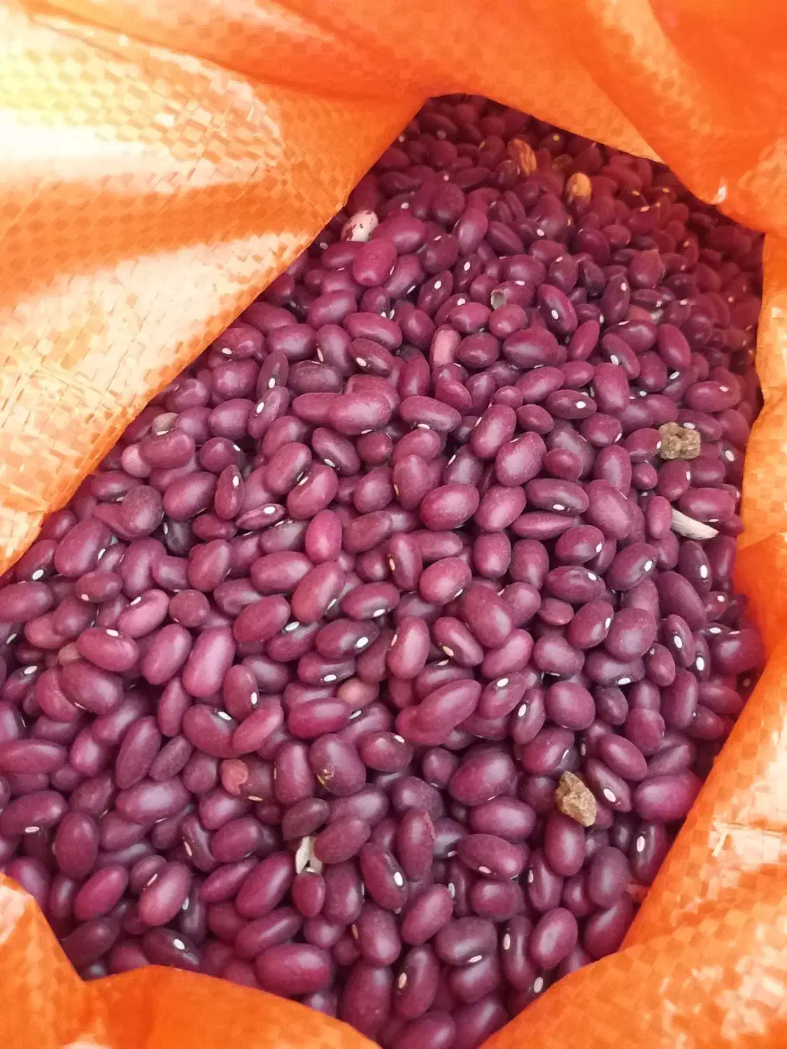 لوبیا چیتی و لوبیا قرمز|خوردنی و آشامیدنی|تهران, مختاری|دیوار