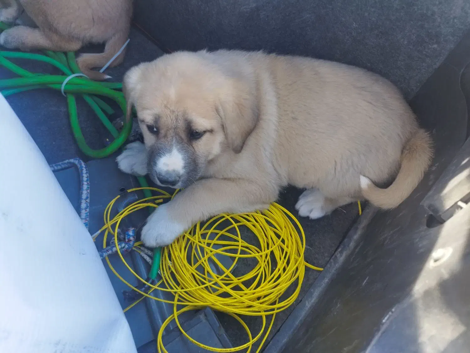 سگ سرابی|سگ|زاهدان, |دیوار