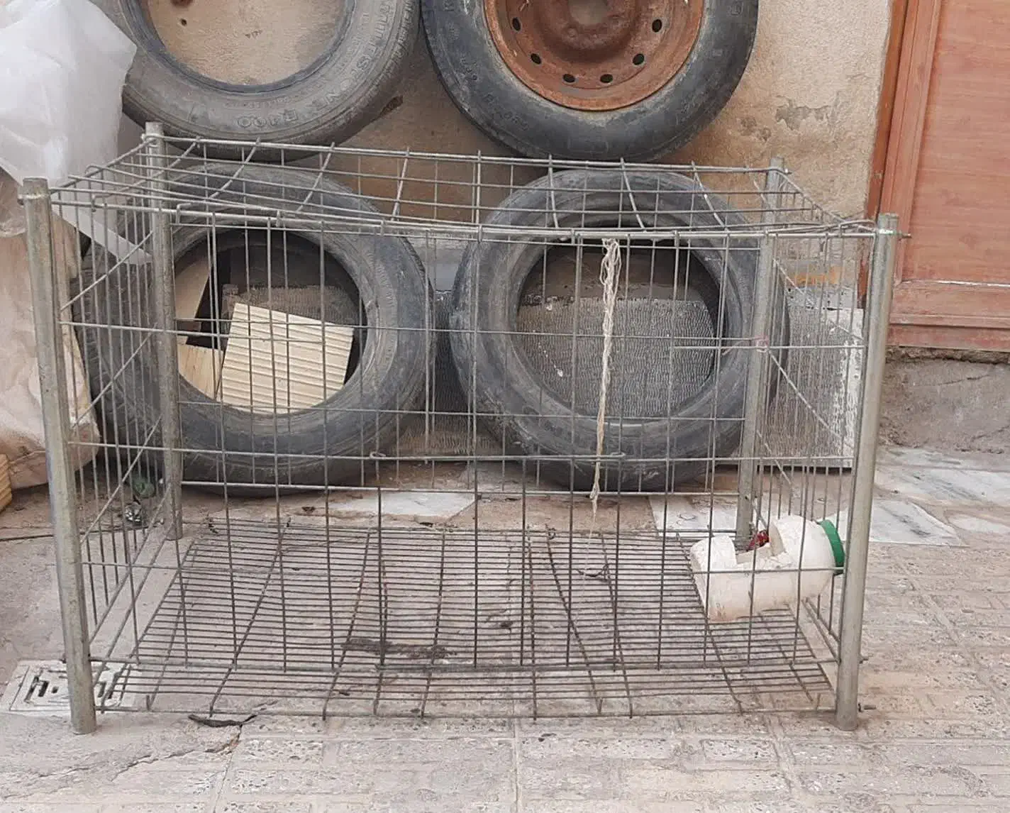 حیوانات|لوازم جانبی حیوانات|تاکستان, |دیوار