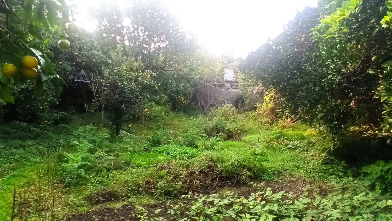 باغ و خانه کلنگی|فروش زمین و ملک کلنگی|نوشهر, |دیوار