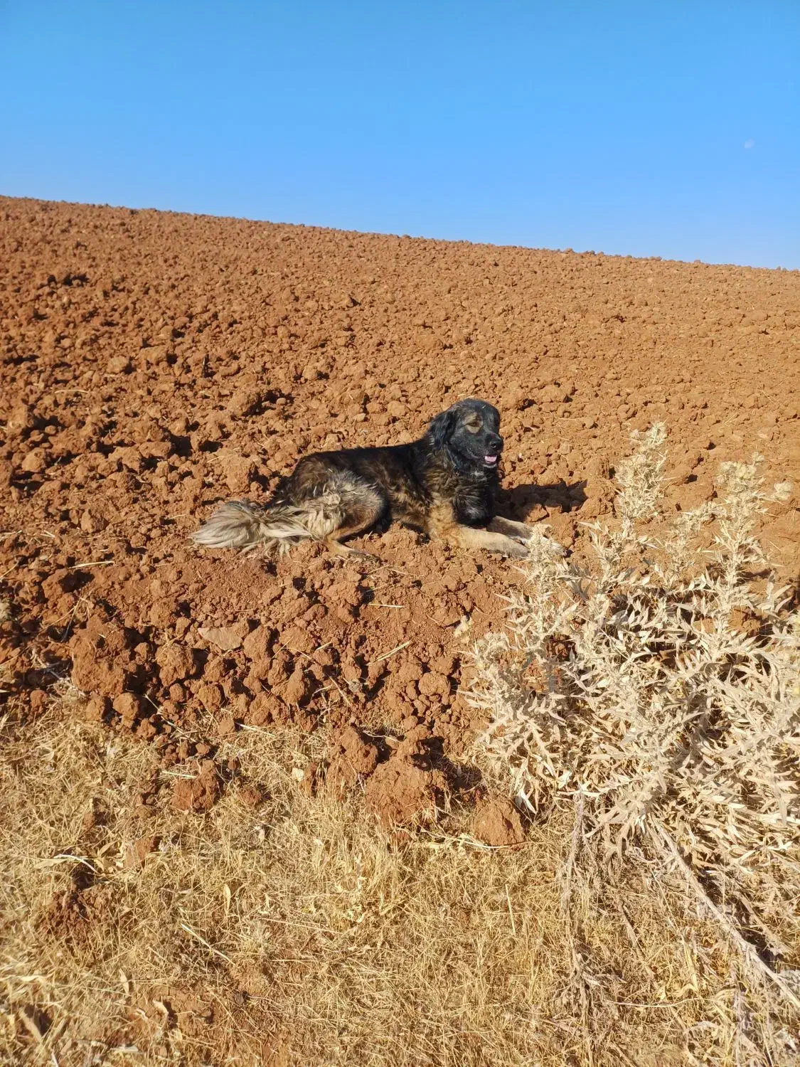 سگ گله ای|سگ|سارال, |دیوار