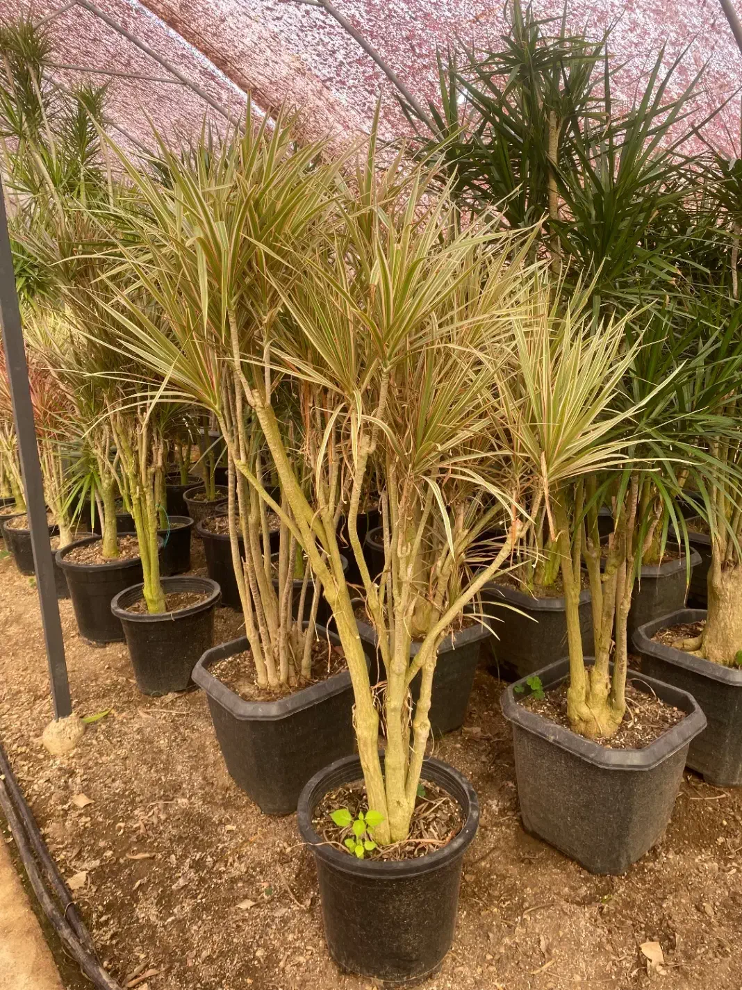 گل دراسینا چندشاخه بزرگ|گل و گیاه طبیعی|رشت, بیجارپس|دیوار