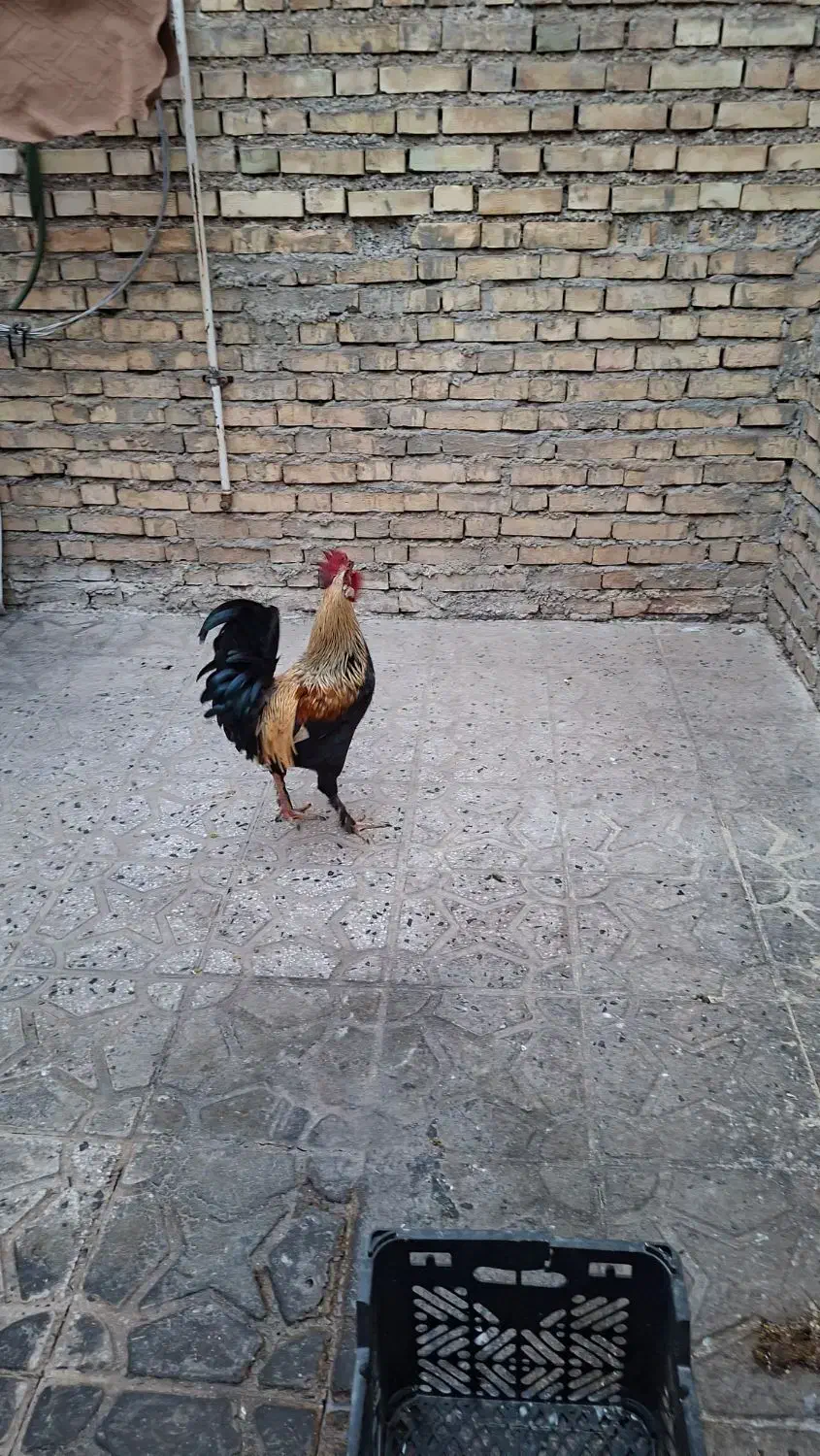 خروس|حیوانات مزرعه|دهدشت, |دیوار