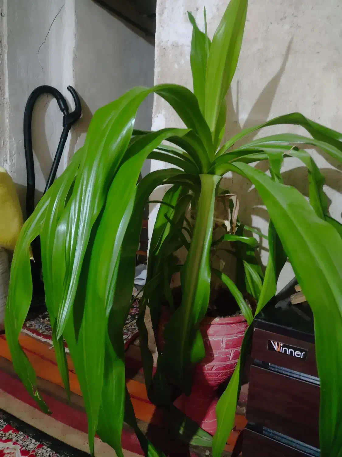 گل برگ ذرتی|گل و گیاه طبیعی|دوگنبدان, |دیوار