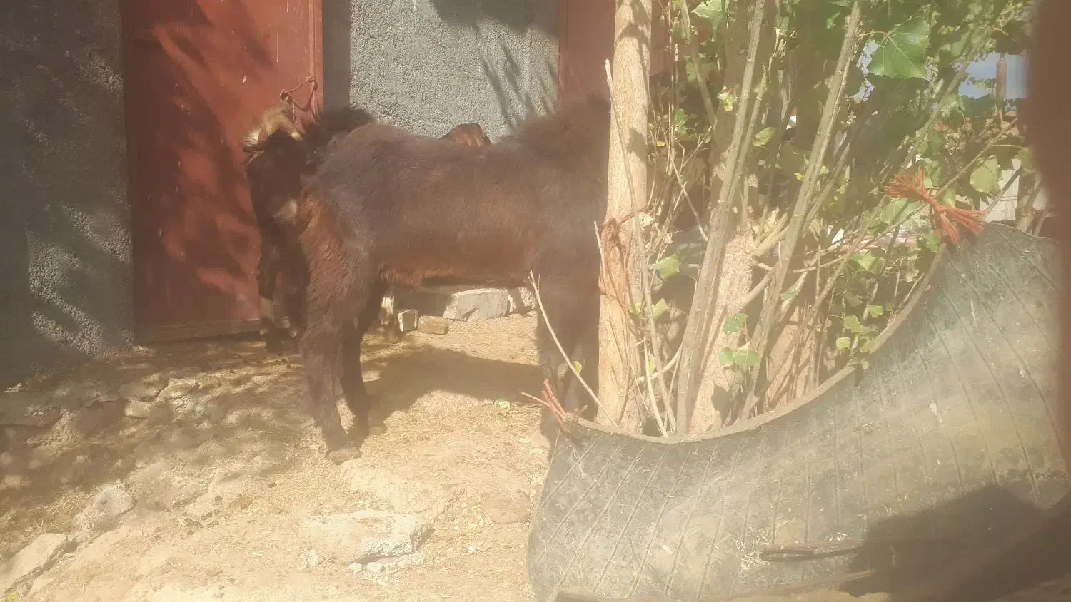 دوعدد بز پاکستانی نرو ماده|حیوانات مزرعه|دهگلان, |دیوار