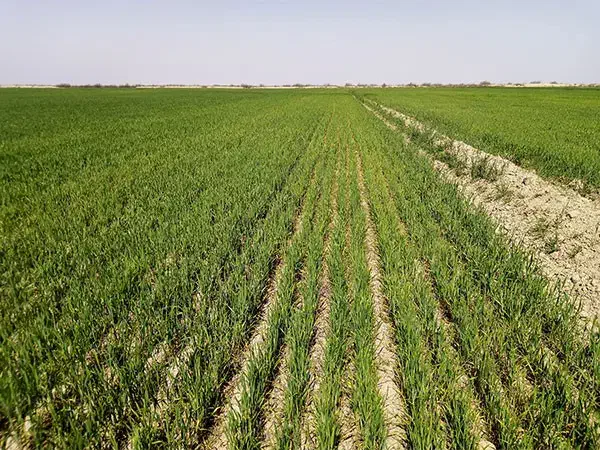 اجاره زمین کشاورزی|فروش دفتر صنعتی، کشاورزی، تجاری|آق قلا, |دیوار