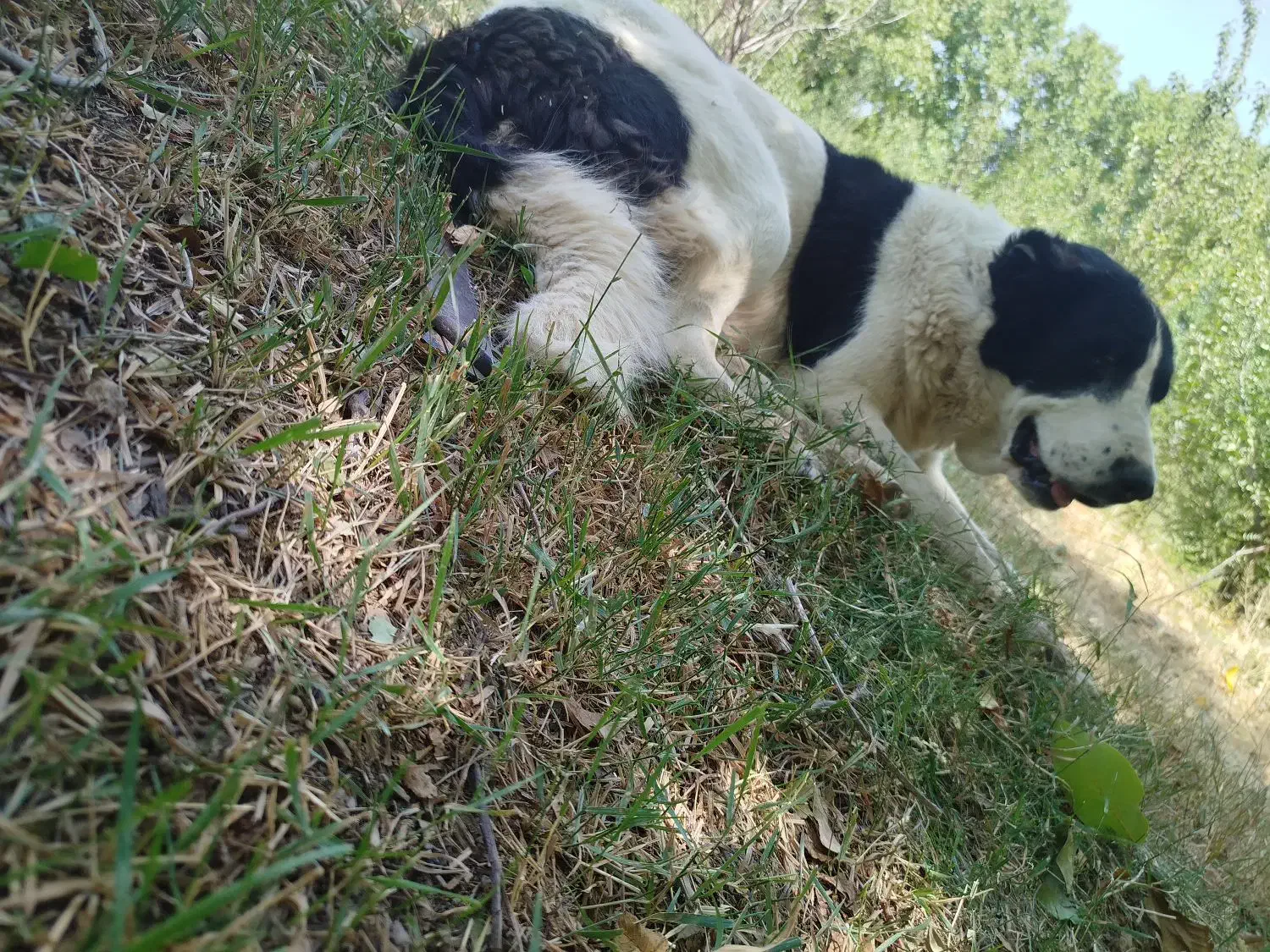 واگذاری سگ قدریجونی|سگ|بوانات, |دیوار