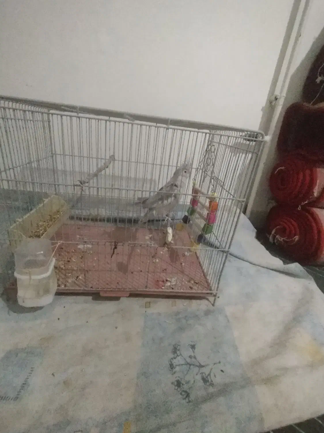 عروس هلندی صورت سفید|پرنده|قروه, |دیوار