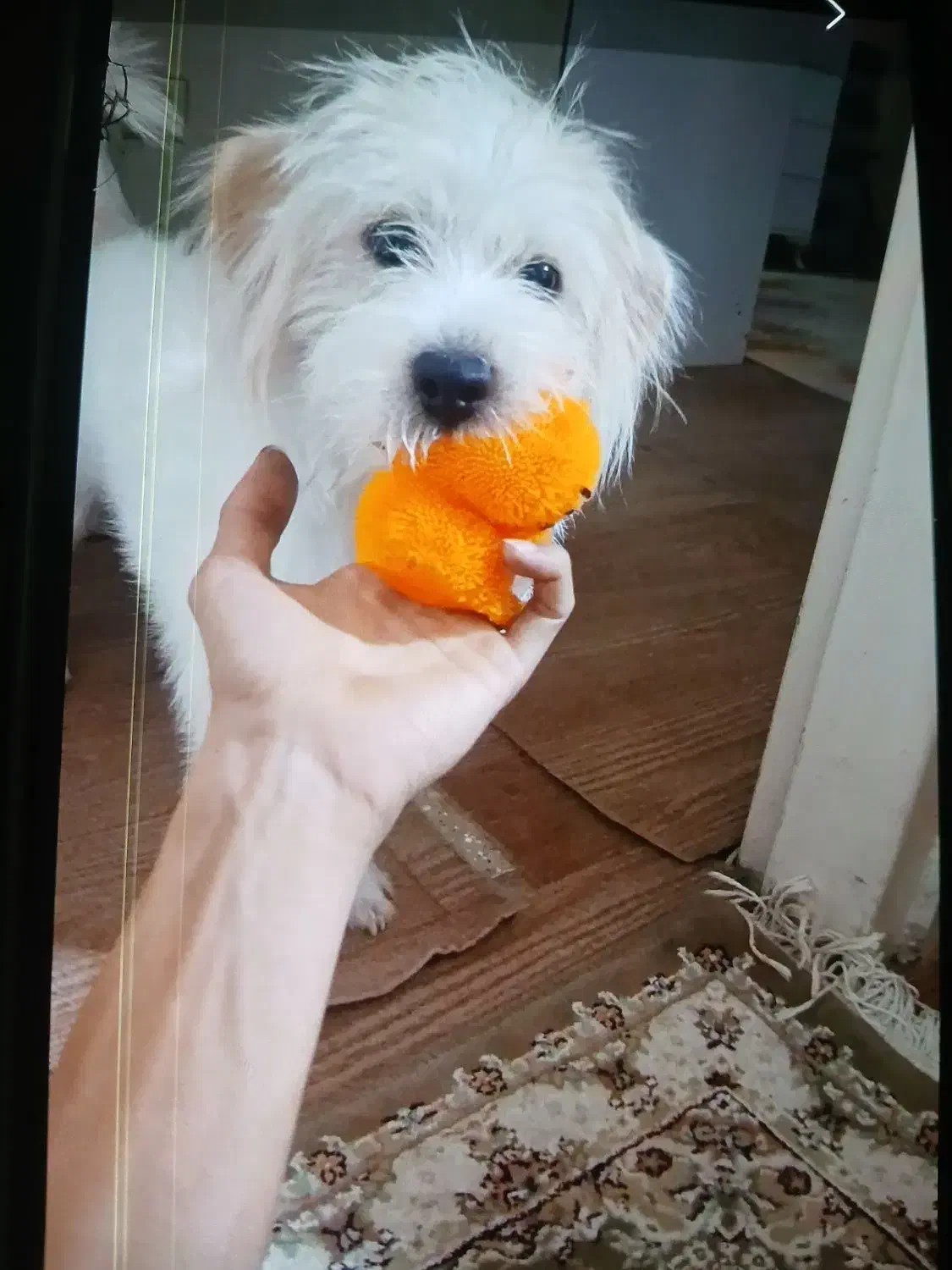 سگ گمشده|حیوانات|تهران, صاحب الزمان|دیوار