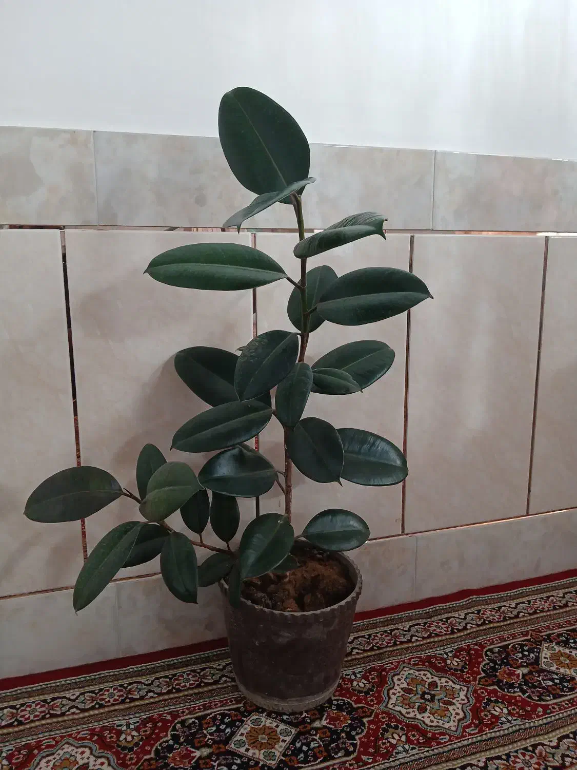 گل فیکوس زیبا|گل و گیاه طبیعی|شهرکرد, |دیوار