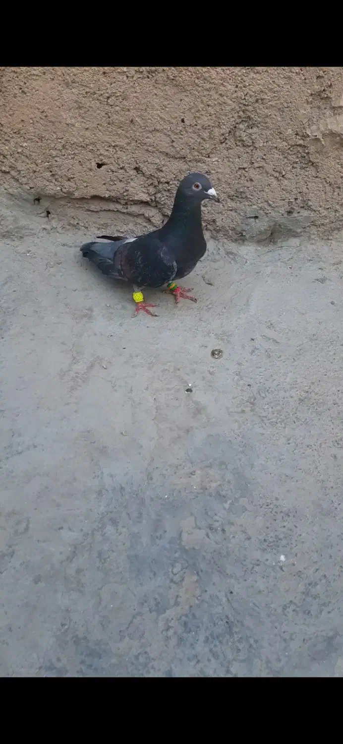 کفتر آلمانی|پرنده|پاکدشت, پاکدشت (مامازند)|دیوار