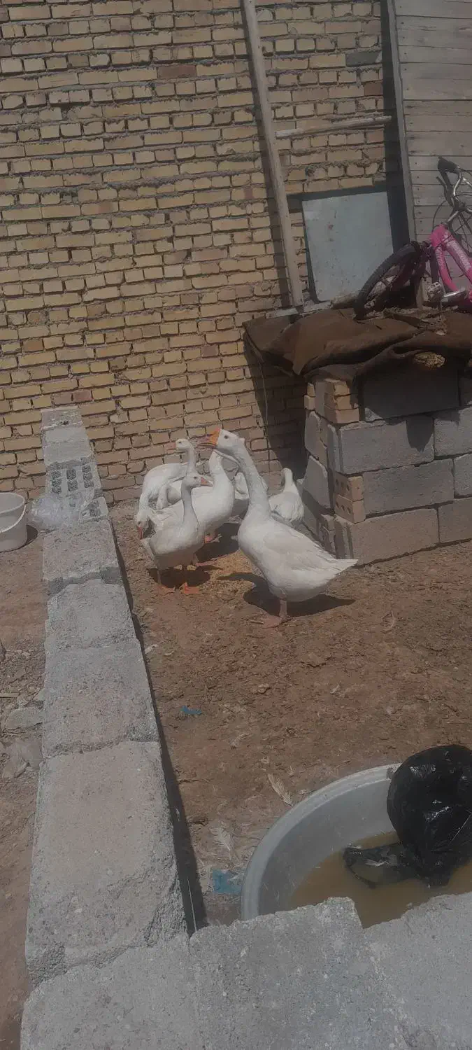 فروش غاز قو ومحلی|حیوانات مزرعه|بستان آباد, |دیوار