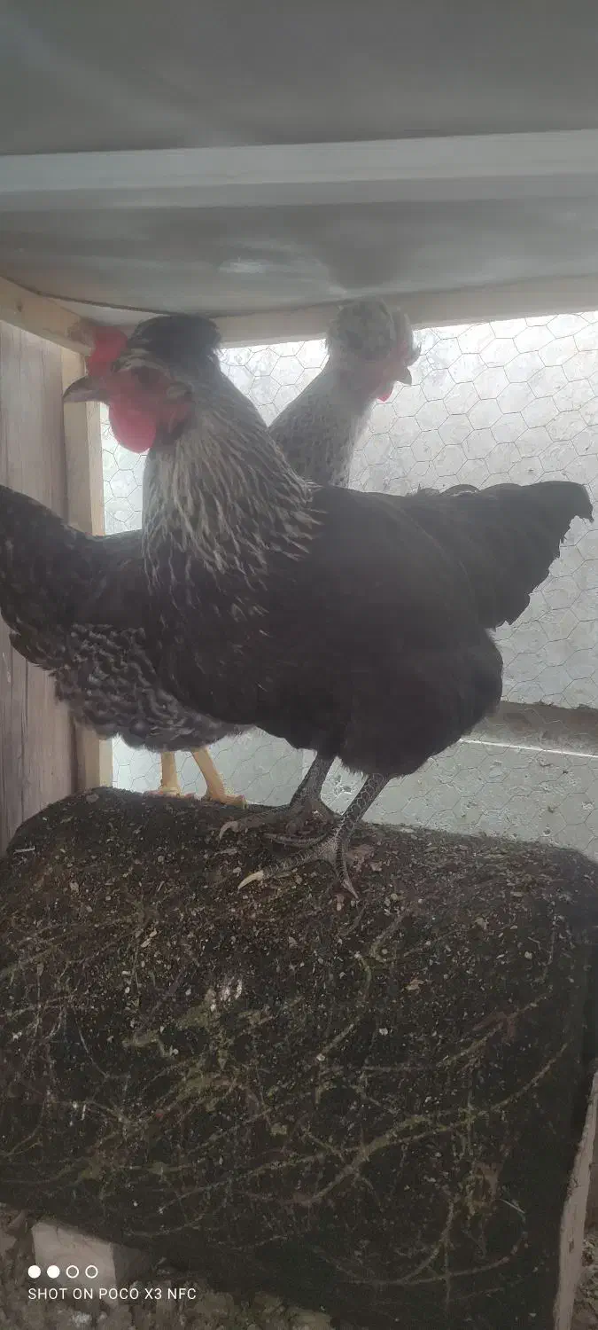 مرغ جوان|حیوانات مزرعه|شیراز, کوشک میدان|دیوار