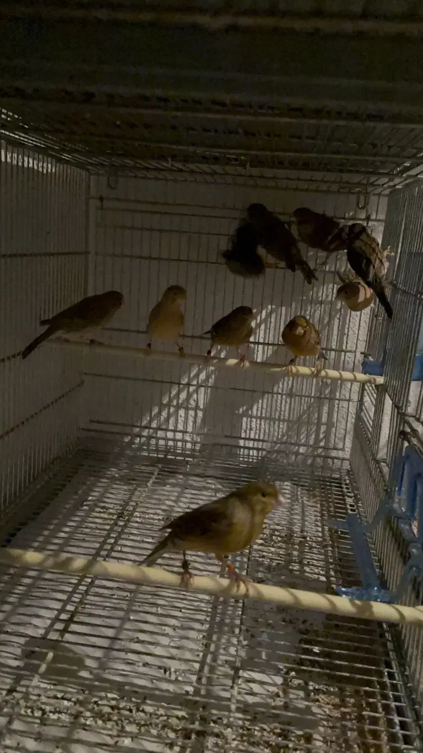 قناری اوپال|پرنده|اسلام‌شهر, شهرک قائمیه|دیوار