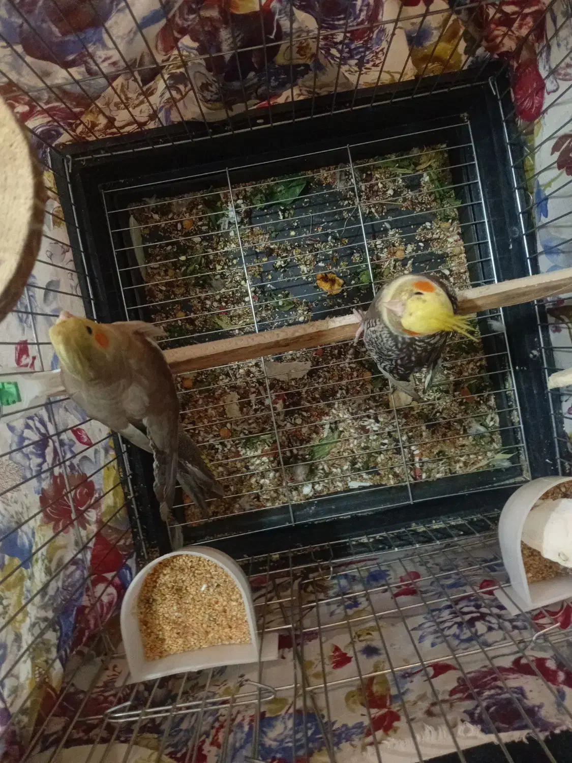 عروس هولندی|پرنده|نظرآباد, نظرآباد|دیوار