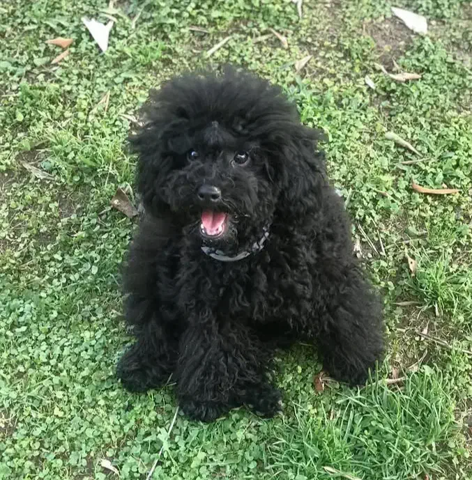 سگ توی پودل ماده باکیفیت و سایز اورجینال|سگ|کرج, باغ سیب|دیوار