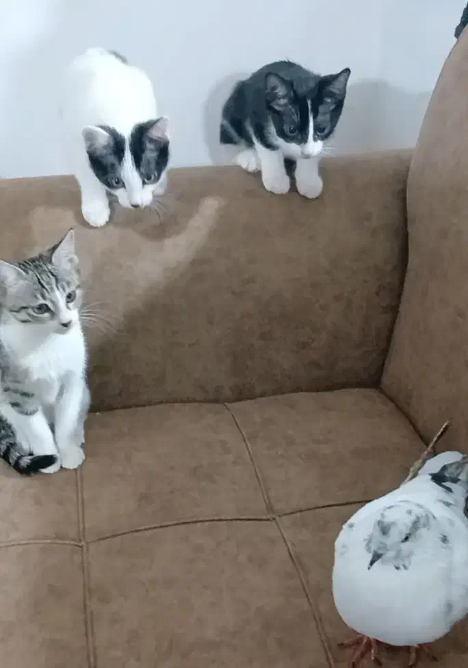 گربه خشکل خونگی ....سالم و بازیگوش و دوست داشتنی|گربه|تالش, هشتپر|دیوار