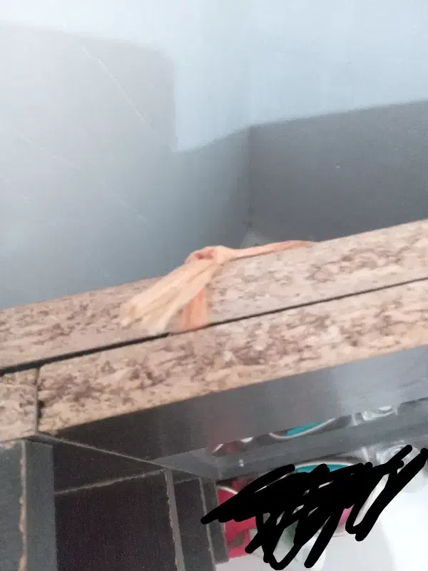 اینه|آینه|رشت, کوی مهر|دیوار