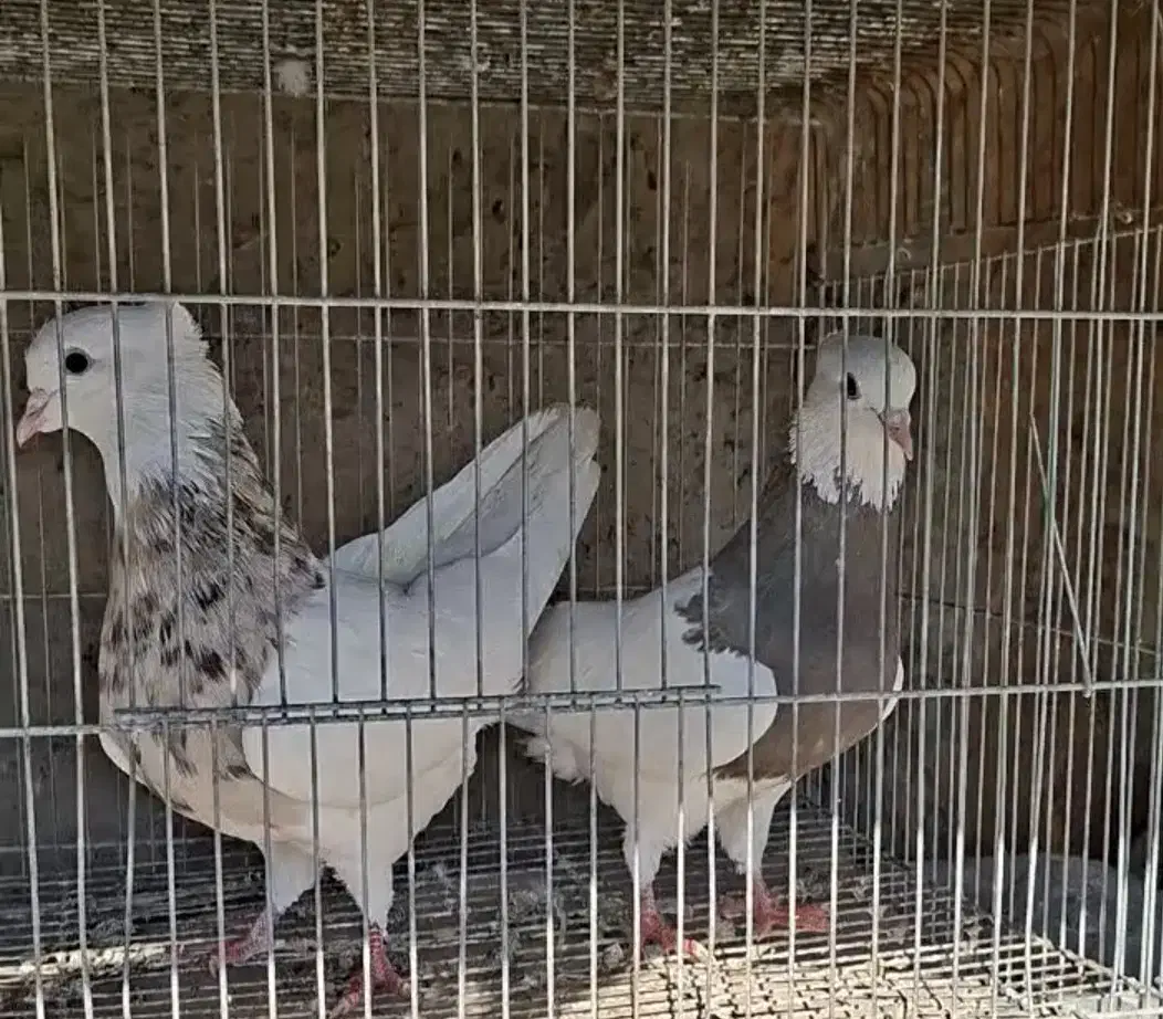 طوقی|پرنده|اصفهان, ارزنان|دیوار