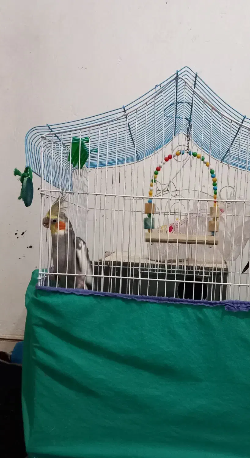 یک جفت عروس هلندی|پرنده|بروجرد, |دیوار