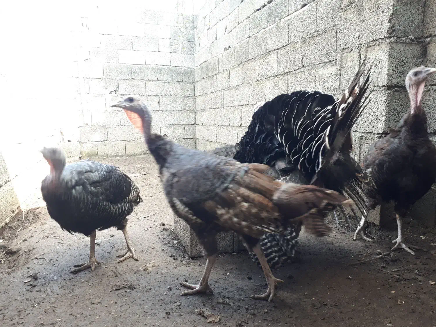 بوقلمون برنز|حیوانات مزرعه|خرم‌آباد (تنکابن), |دیوار