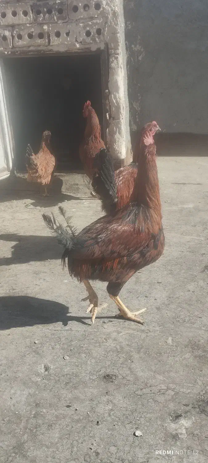 ۳ خروس و یک مرغ|حیوانات مزرعه|تربتحیدریه, منظر|دیوار