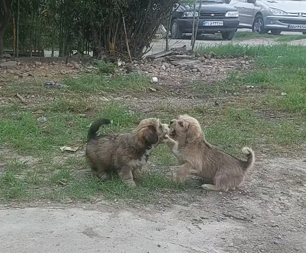 واگذاری سگ|سگ|ساری, |دیوار