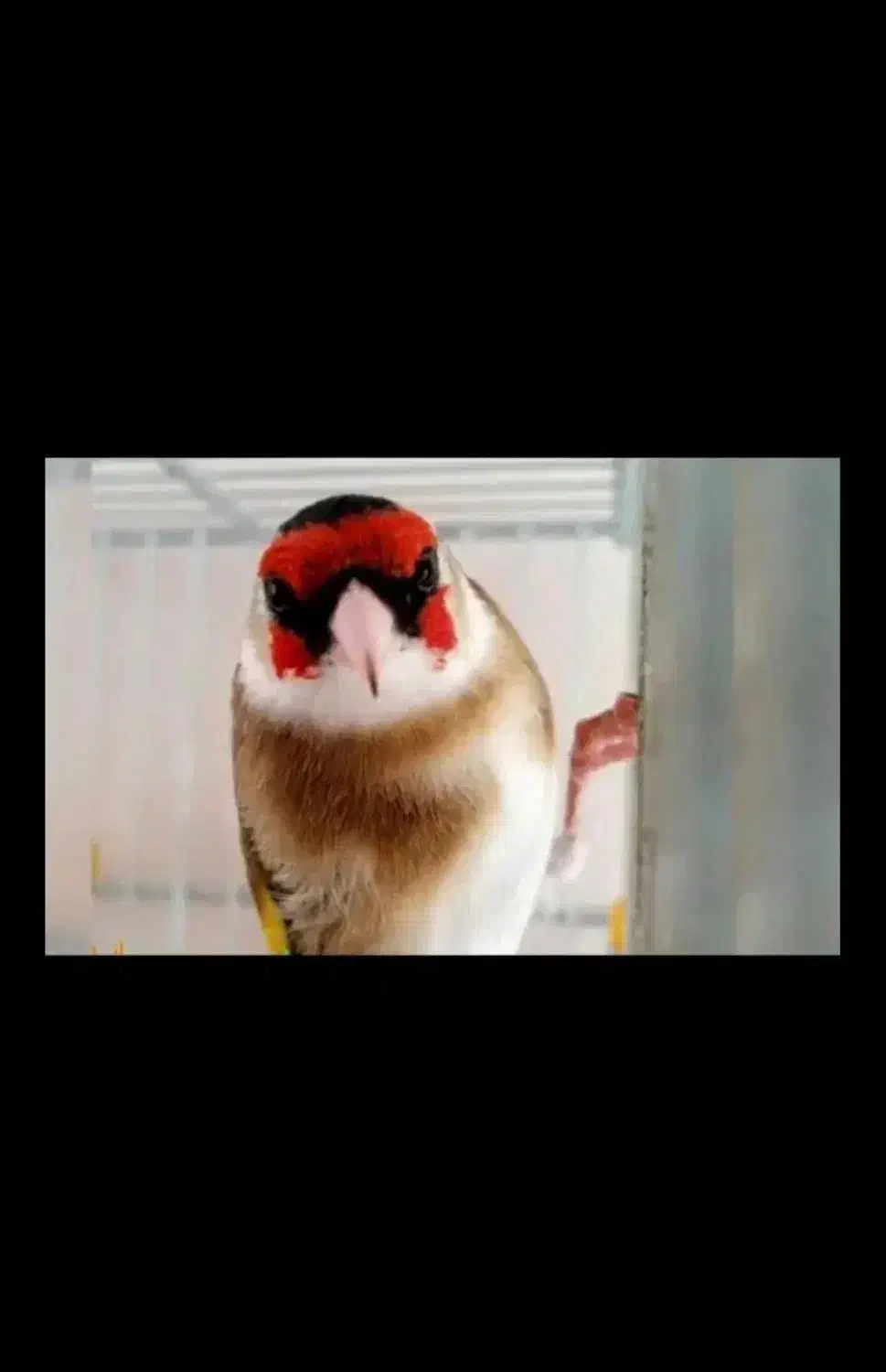 سهره چونه سفید نر نمایشی هست|پرنده|قدس, شهرقدس|دیوار